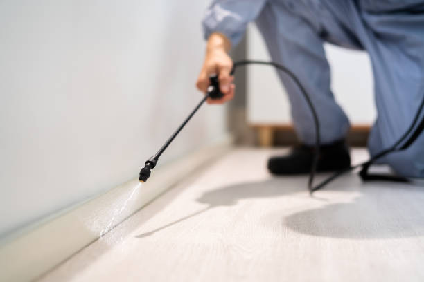 Professional exterminator conducting IPM assessment in Beechwood